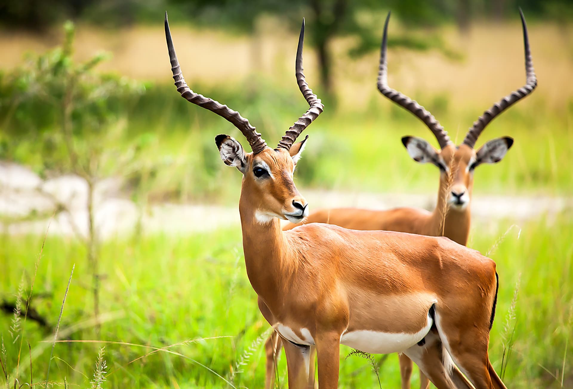 Tourism in Bénin: Wildlife Reserves and Animal Life