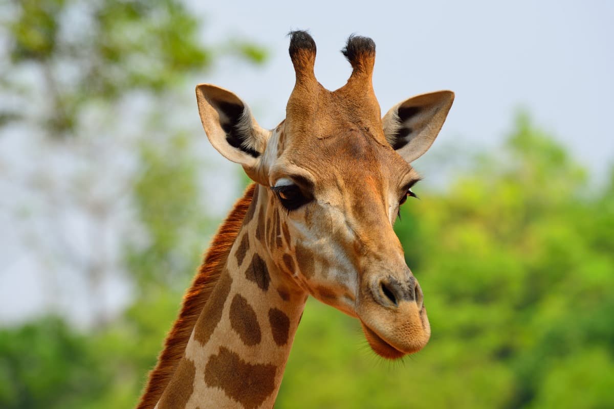 Pendjari National Park