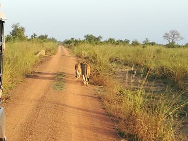 Pendjari National Park: Towards a New Beginning?